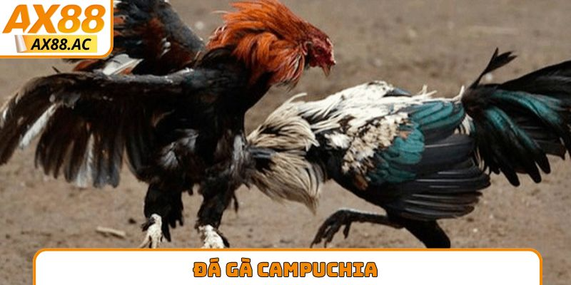 đá gà Campuchia