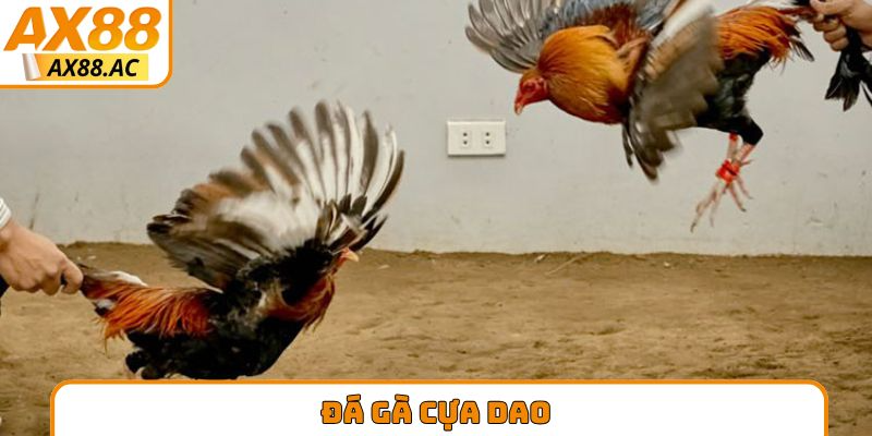 đá gà cựa dao
