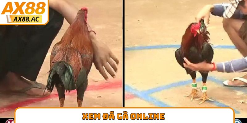 xem đá gà online